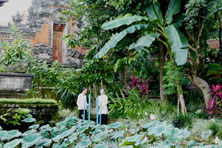 Wasserstichorgel in a garden on Bali